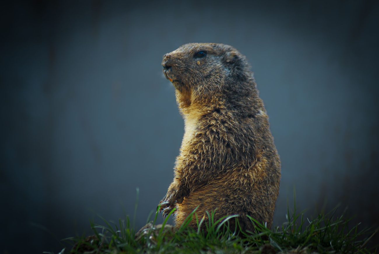 A Groundhog Named Gus Ate Every Bean Seedling