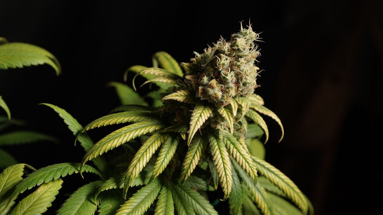 Adding a Third Grow Light Without Doubling the Bill