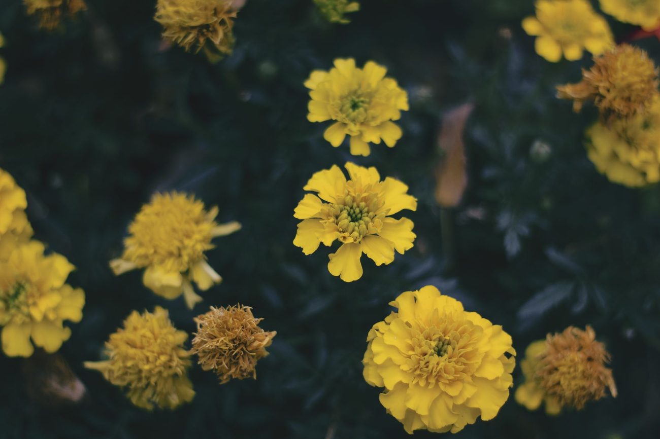 Collecting Zinnia and Marigold Seeds for My Students