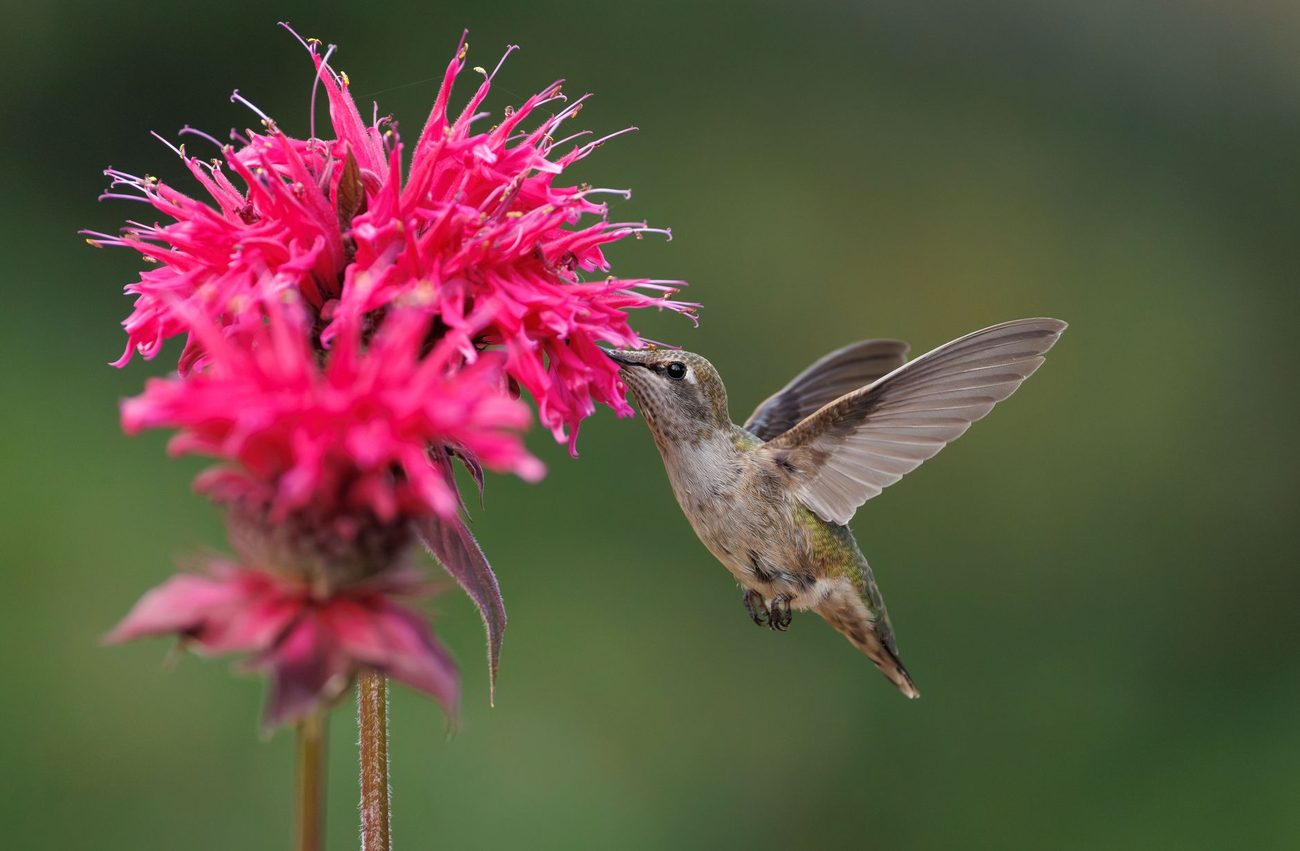 Coneflower, Bee Balm and Little Bluestem for the Porch-Side Border