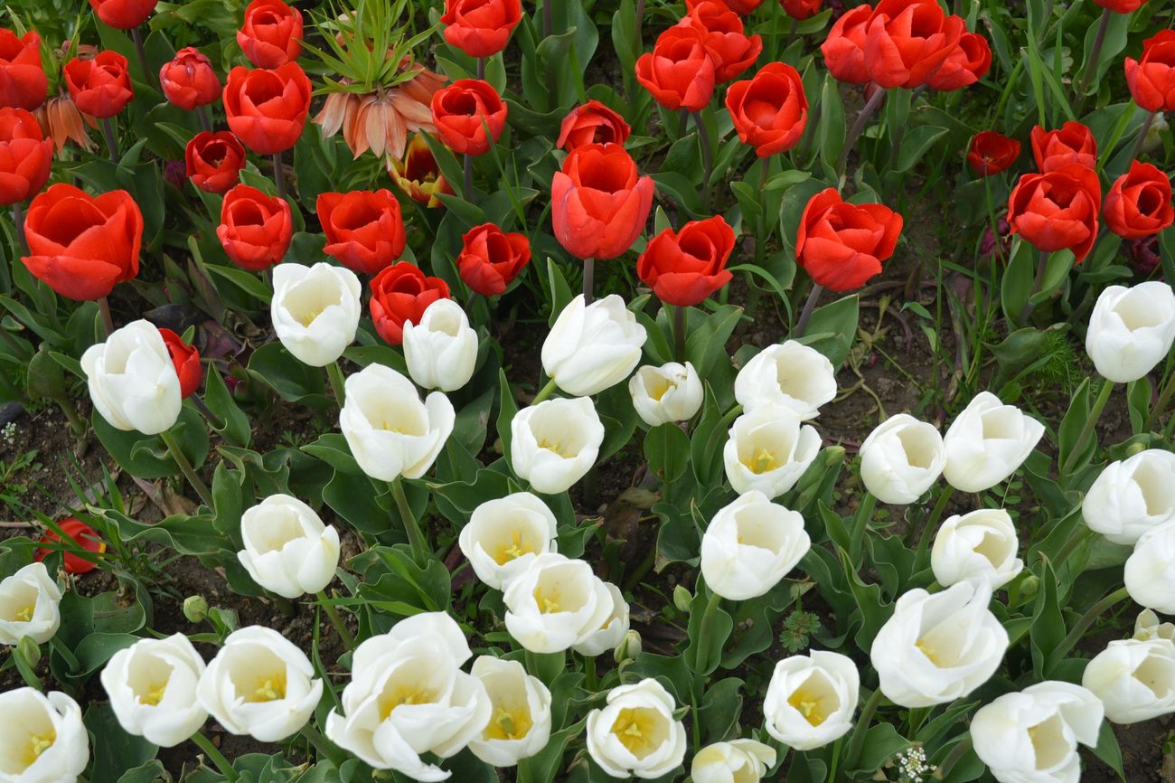 Every Tulip on the Front Walk, Eaten by Deer in One Night