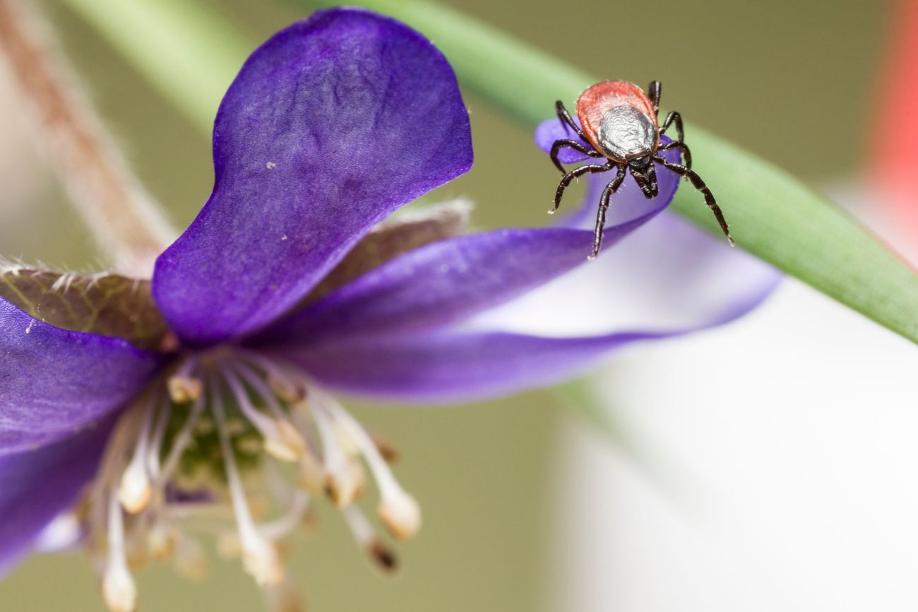 Getting Quotes for Tick and Mosquito Spraying in a Tiny Yard