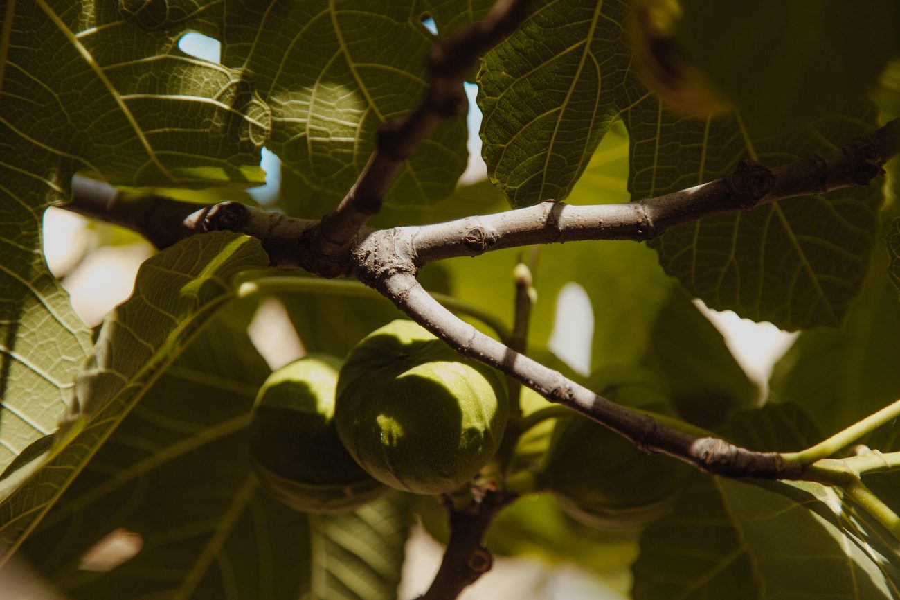 How Our Potted Fig Spends the Winter in the Old Coal Room