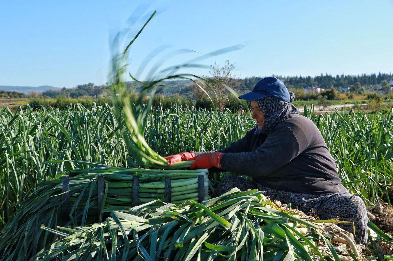 Leeks, Celery and More Onions: Round Two of February Break Sowing