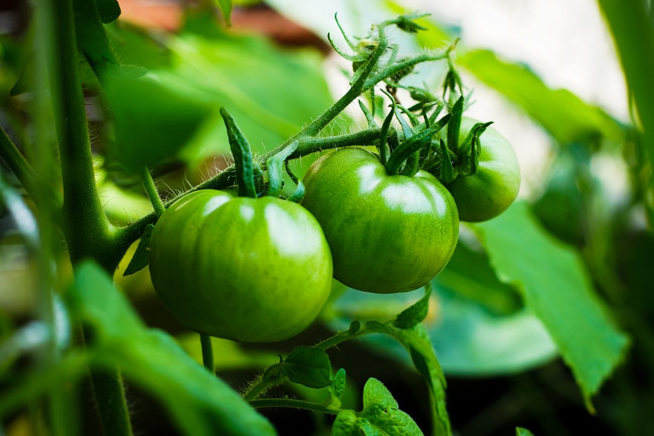 Mother's Day Came and Went Before the Tomatoes Did