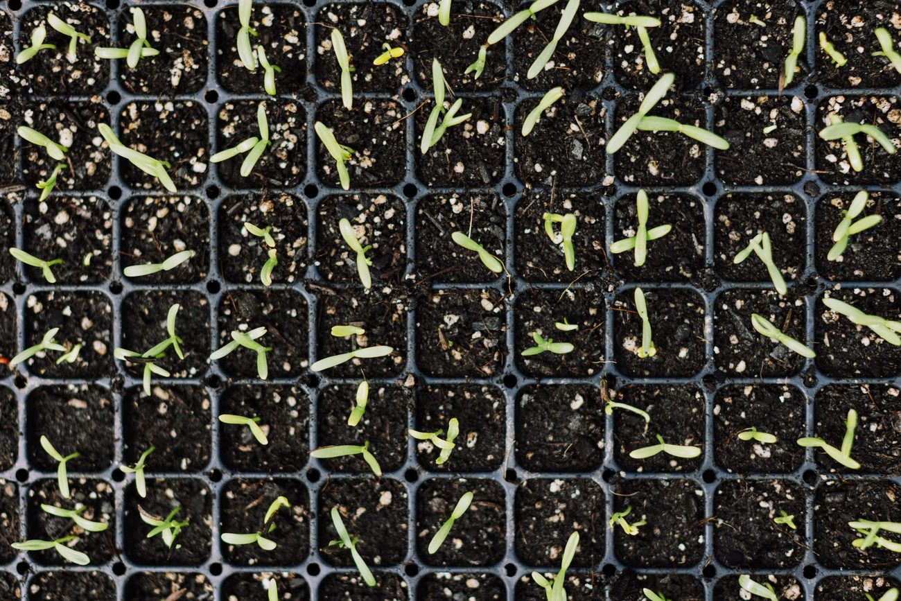 Onion Seeds Under the Shop Lights During February Break