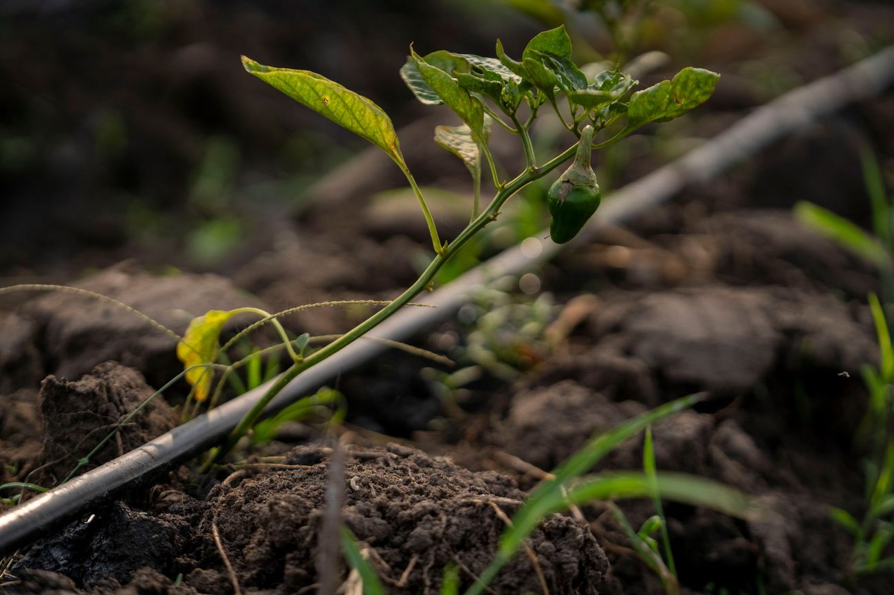 Pepper Seeds and the $19 Thermostat That Fixed My Germination