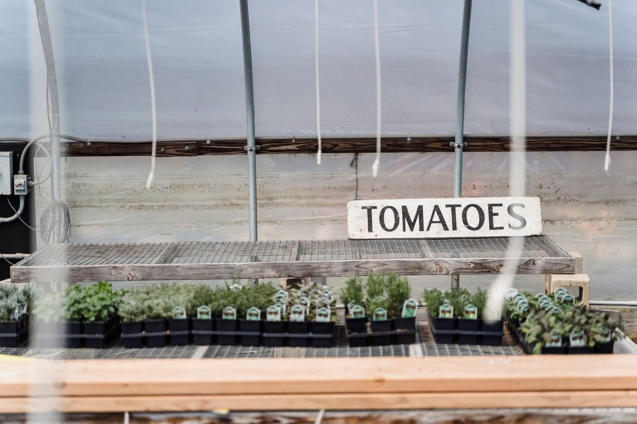 Potting Up Tomato Seedlings in Yogurt Cups and Milk Cartons