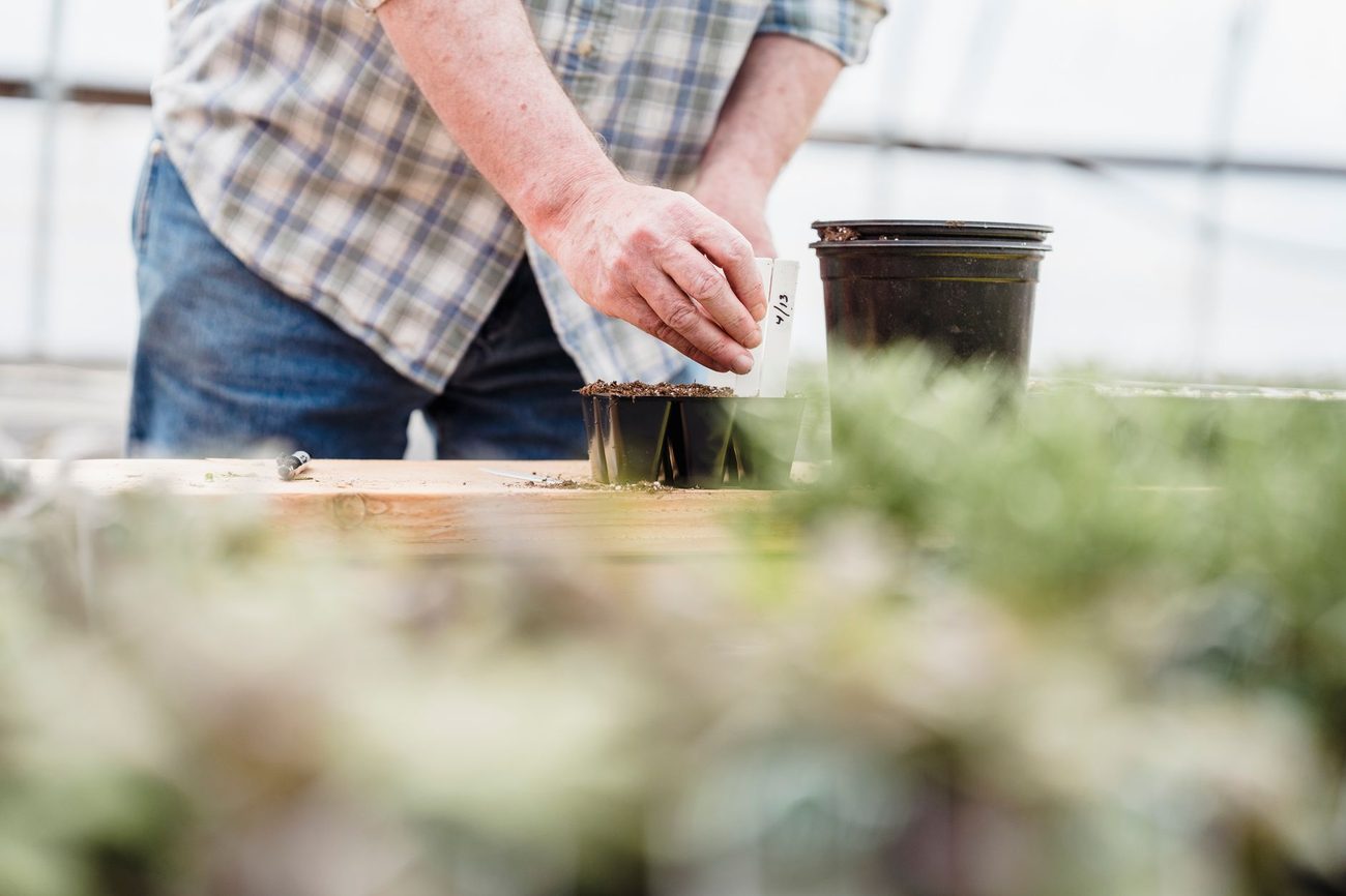 Reading Seed Catalogs at the Kitchen Table Without Overbuying