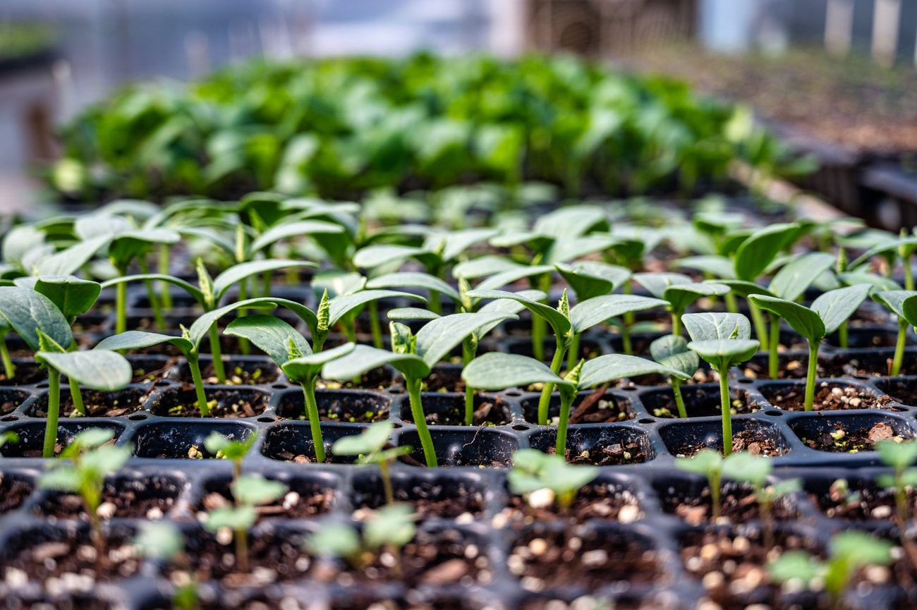 Starting Peppers in Early March While the Tomato Seeds Wait