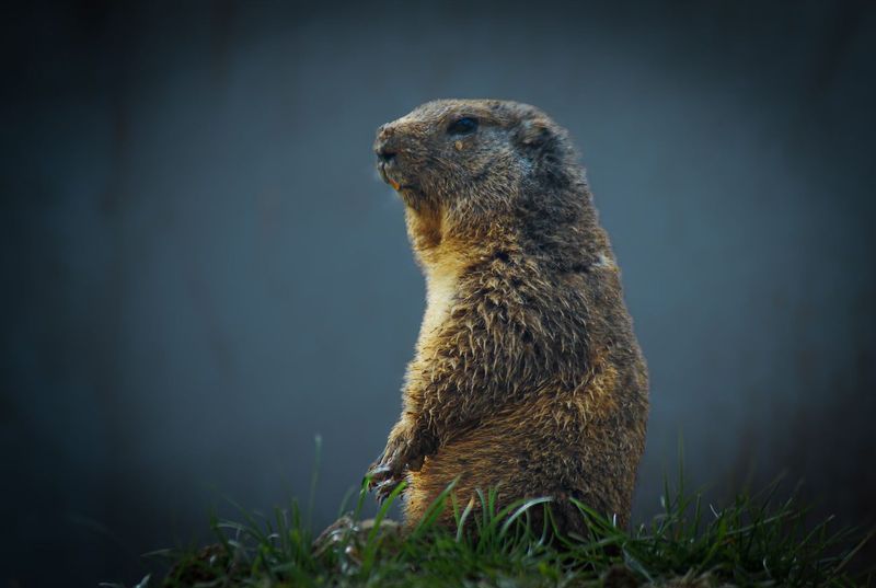 A Groundhog Named Gus Ate Every Bean Seedling