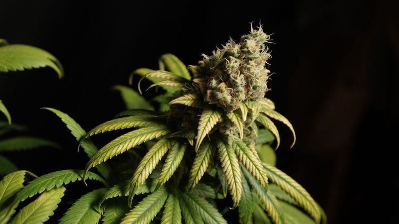 Adding a Third Grow Light Without Doubling the Bill