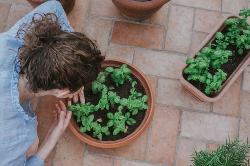 Basil, Thyme and Far Too Much Parsley on the Porch Bench