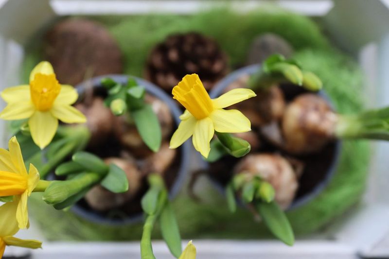 Daffodils for the Front Walk, Because Deer Won't Touch Them