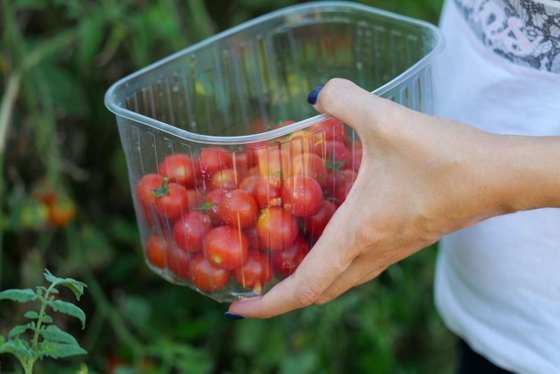 First Ripe Tomatoes and the Annual Chipmunk Standoff