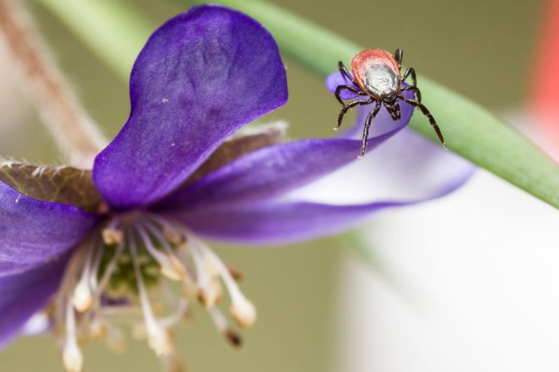 Getting Quotes for Tick and Mosquito Spraying in a Tiny Yard