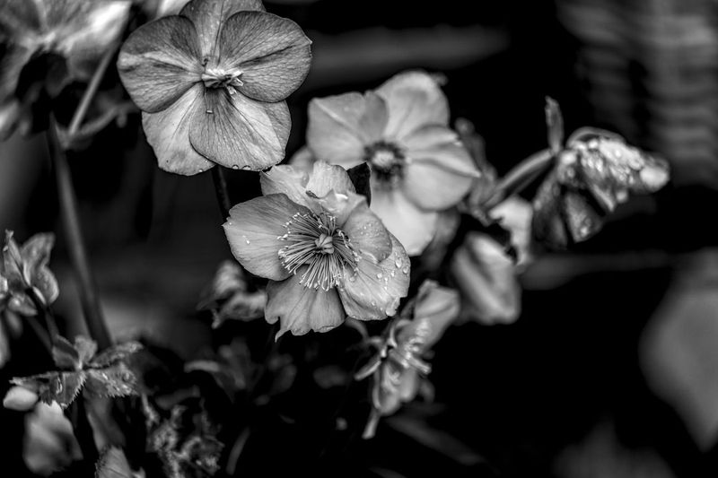 Hellebores, Snowdrops and Other Signs the Fence Line Is Waking Up