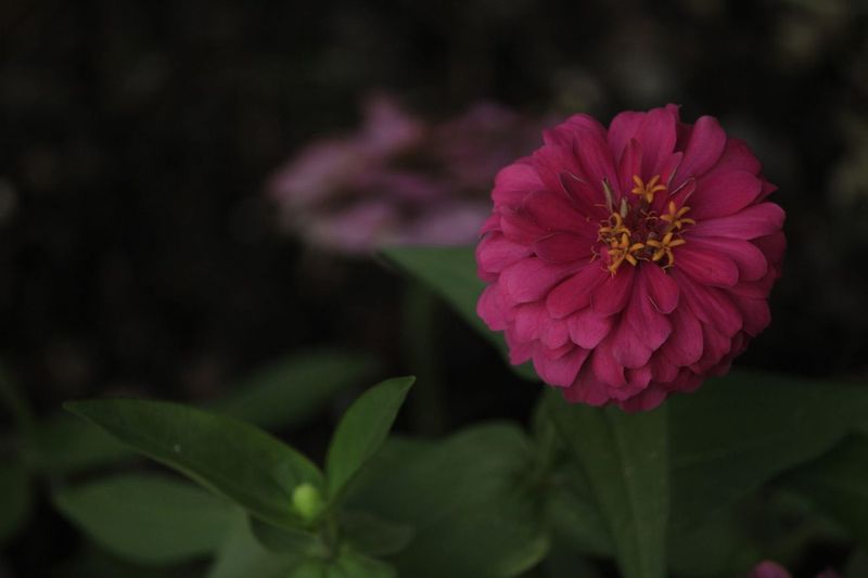 Japanese Beetles on the Zinnias, One Soapy Jar at a Time