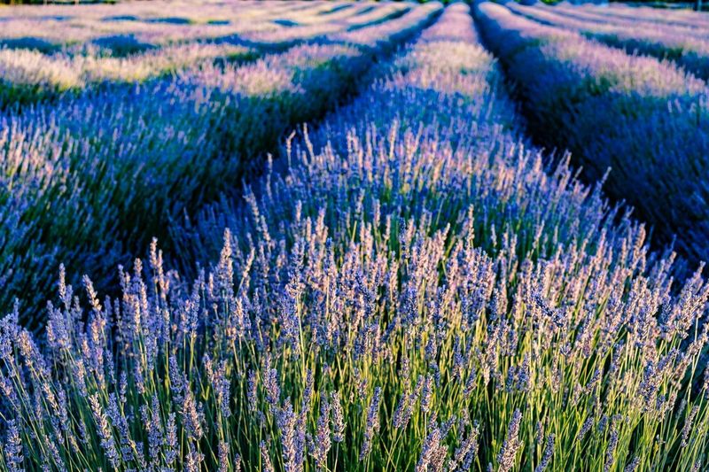 Lavender That Finally Survived a Winter
