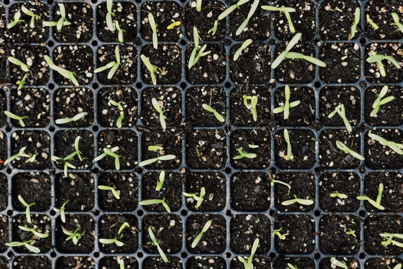 Onion Seeds Under the Shop Lights During February Break