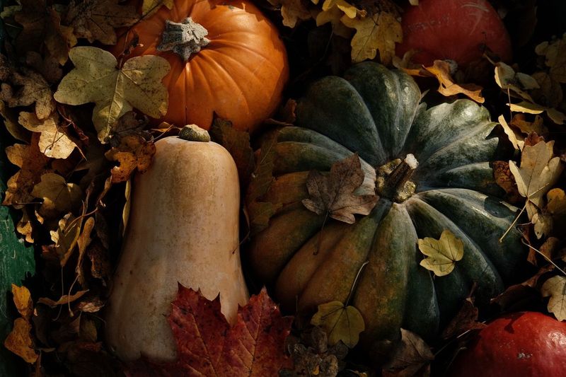 Our 2025 Garden in Numbers: $538 Spent, 148 Pounds Picked