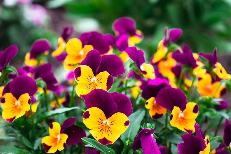 Pansies and Violas in the Rail Boxes for the Cold Weeks