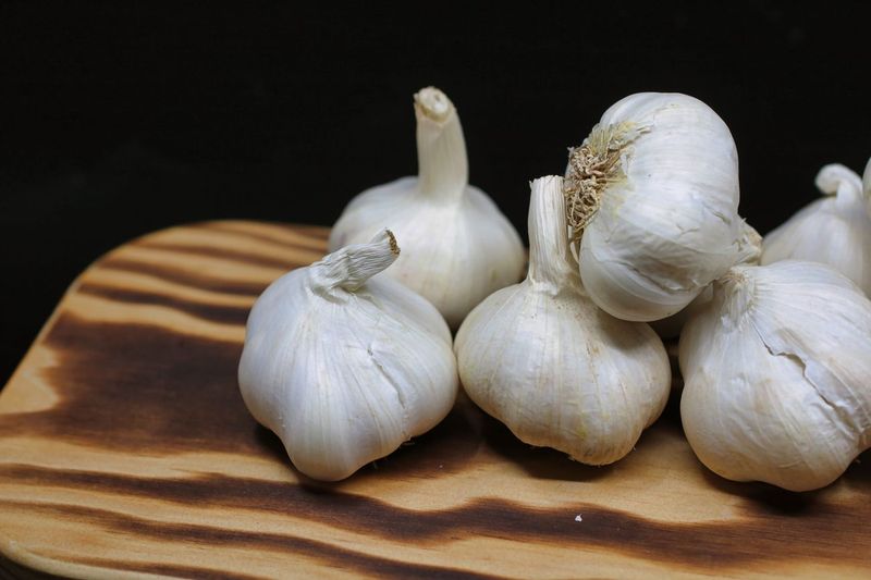 Picking Our Biggest Garlic Heads to Replant This Fall