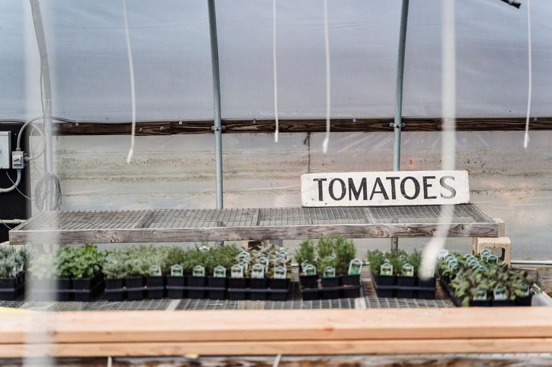 Potting Up Tomato Seedlings in Yogurt Cups and Milk Cartons
