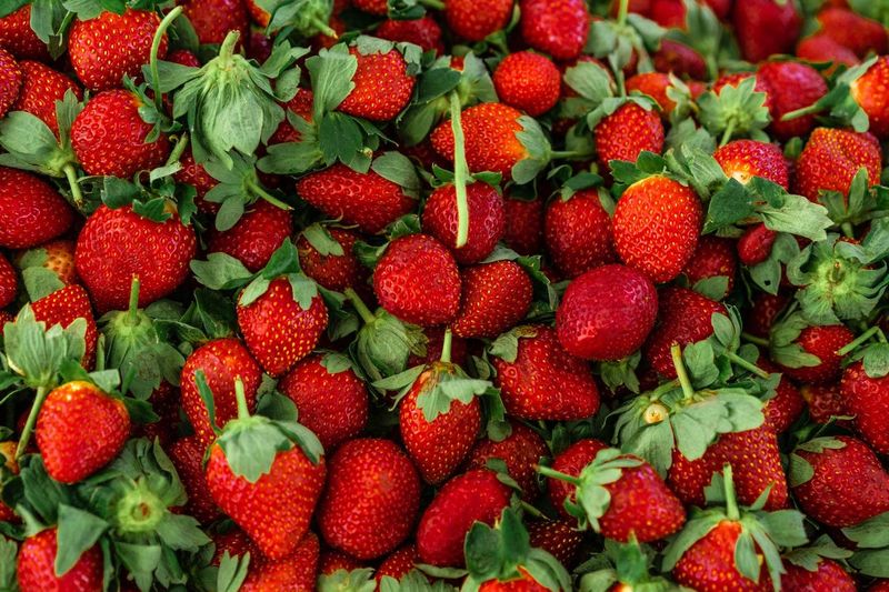 Strawberries in Grow Bags on the Porch Steps
