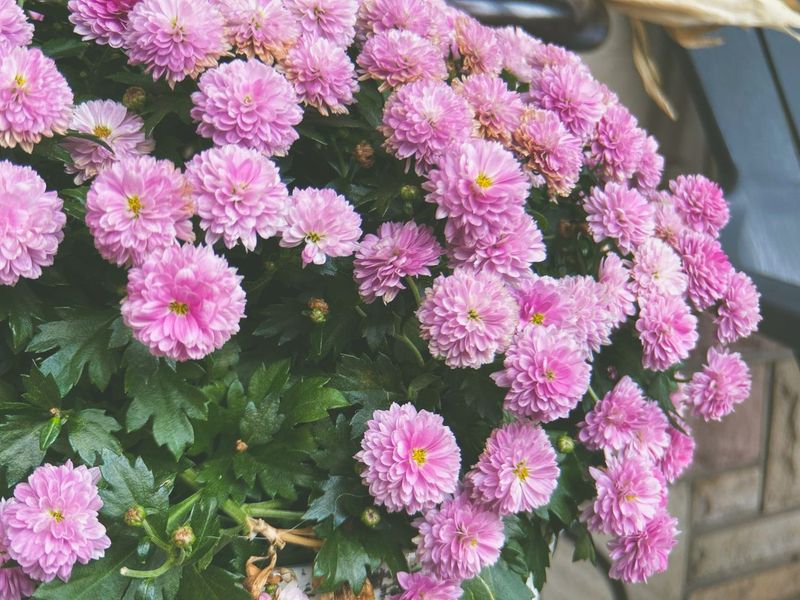 Trading Summer Pots for Mums, Kale and Pumpkins