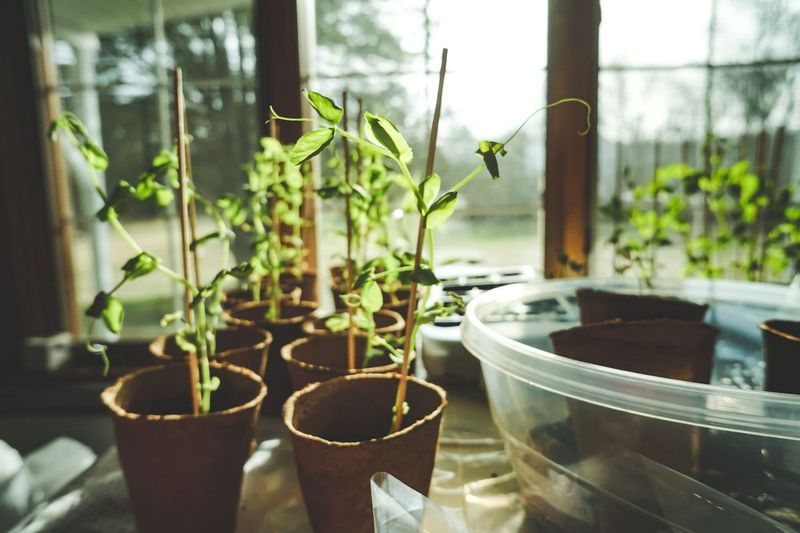 Windowsill Herbs in a House Heated by Old Radiators