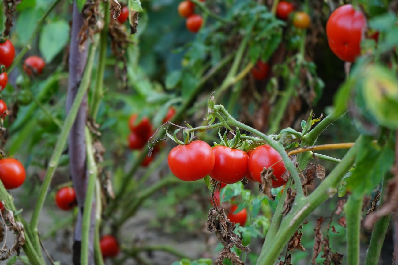 Tomato Planting Weekend: Eight in the Bed, Four in Buckets