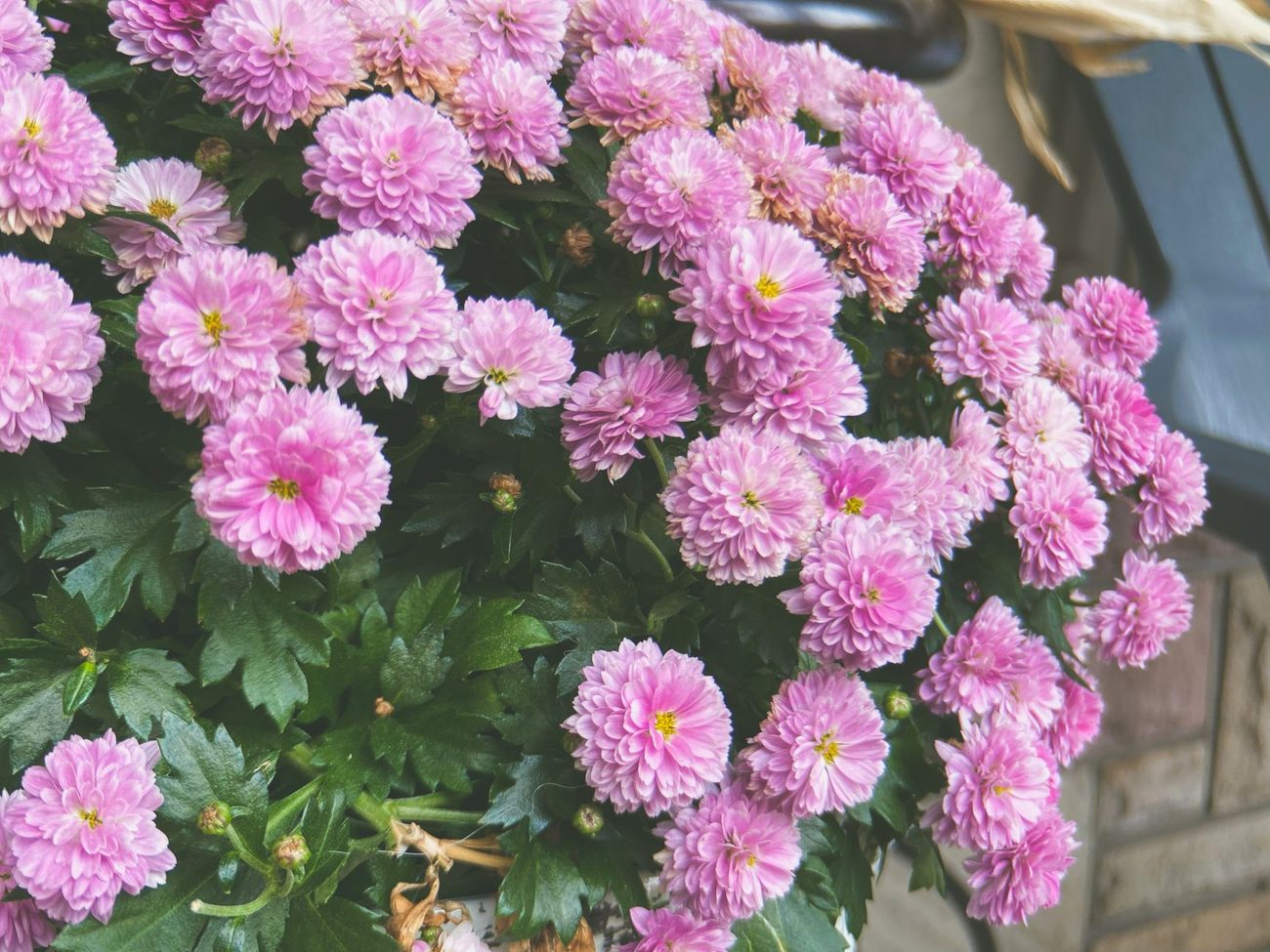 Trading Summer Pots for Mums, Kale and Pumpkins