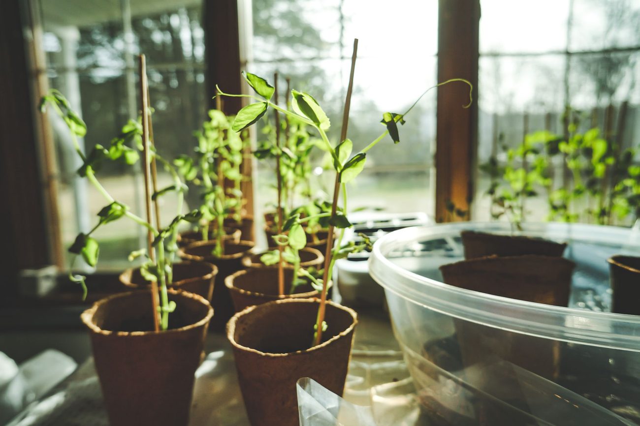 Windowsill Herbs in a House Heated by Old Radiators